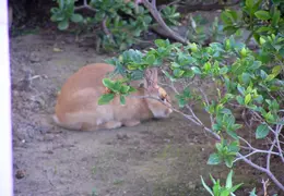 Rabbit In Our Yard 2006 006