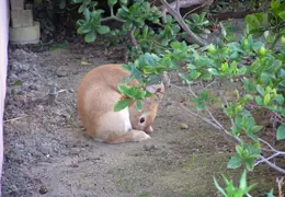Rabbit In Our Yard 2006 010