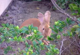 Rabbit In Our Yard 2006 014