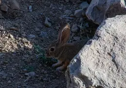 Rabbits 20230514 02a