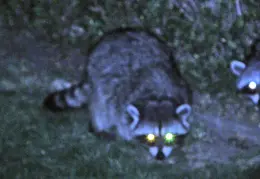 Raccoons In Backyard Oct 2008 0001