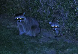 Raccoons In Backyard Oct 2008 0002