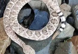 Rattlesnake 20250402 01