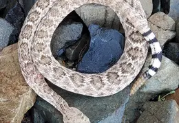 Rattlesnake 20250402 02