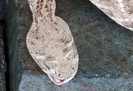 Rattlesnake 20250402 03