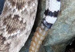 Rattlesnake 20250402 04