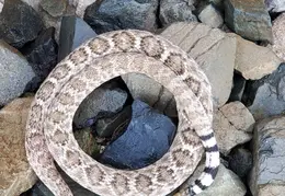 Rattlesnake 20250402 05