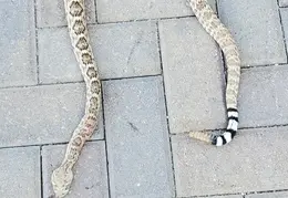 Rattlesnake 20250402 08