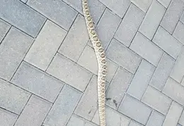 Rattlesnake 20250402 09