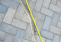 Rattlesnake 20250402 10