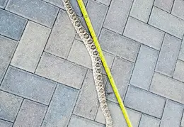 Rattlesnake 20250402 11