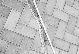 Rattlesnake 20250402 12