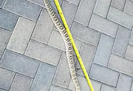 Rattlesnake 20250402 13