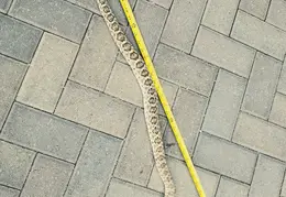 Rattlesnake 20250402 14