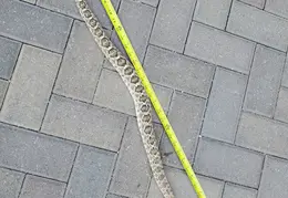 Rattlesnake 20250402 17