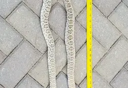 Rattlesnakes 20231009 01