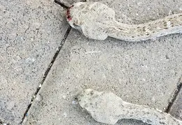 Rattlesnakes 20231009 02