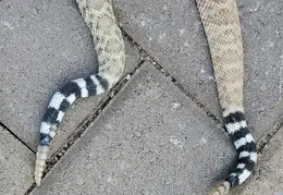 Rattlesnakes 20231009 03