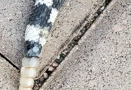 Rattlesnakes 20231009 04