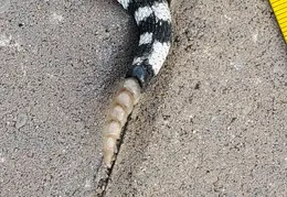 Rattlesnakes 20231009 05