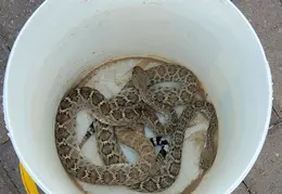 Rattlesnakes 20231009 06