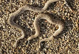 Rattlesnakes 20231009 07