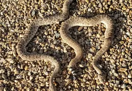 Rattlesnakes 20231009 08