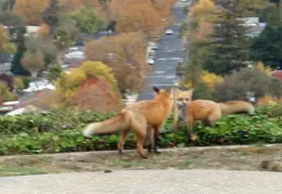 Red Foxes In Backyard Nov 2009 0002