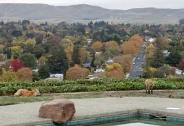 Red Foxes In Backyard Nov 2009 0003