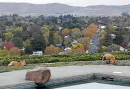 Red Foxes In Backyard Nov 2009 0004