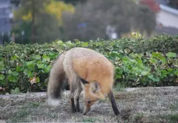 Red Foxes In Backyard Nov 2009 0005
