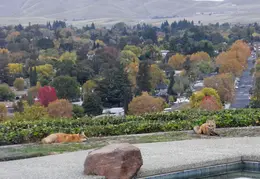 Red Foxes In Backyard Nov 2009 0009