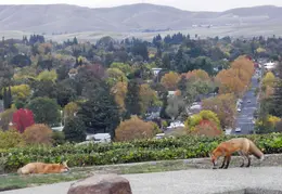 Red Foxes In Backyard Nov 2009 0010