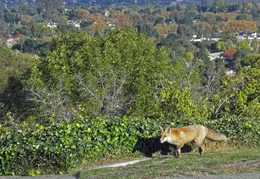 Red Foxes In Backyard Nov 2009 0015