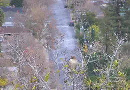 Red Tailed Hawk Dec 2006 03