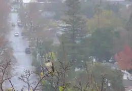 Red Tailed Hawk Dec 2006 04