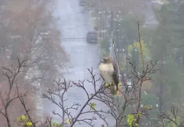Red Tailed Hawk Dec 2006 05