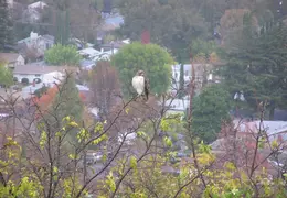 Red Tailed Hawk Dec 2006 08