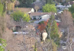 Red Tailed Hawk Dec 2006 16