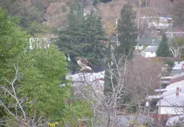 Red Tailed Hawk Dec 2006 20