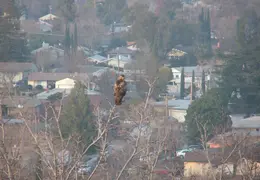 Red Tailed Hawk Jan 2005 01
