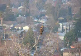 Red Tailed Hawk Jan 2005 03