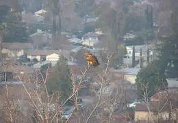 Red Tailed Hawk Jan 2005 04