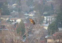 Red Tailed Hawk Jan 2005 05