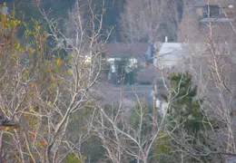 Red Tailed Hawk Jan 2005 06