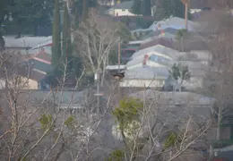 Red Tailed Hawk Jan 2005 07