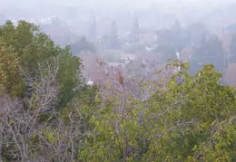 Red Tailed Hawk Jan 2005 08