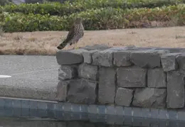 Red Tailed Hawk Juvenile Aug 2009