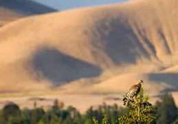 Red Tailed Hawk June 2012 01
