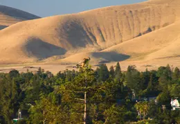 Red Tailed Hawk June 2012 03
